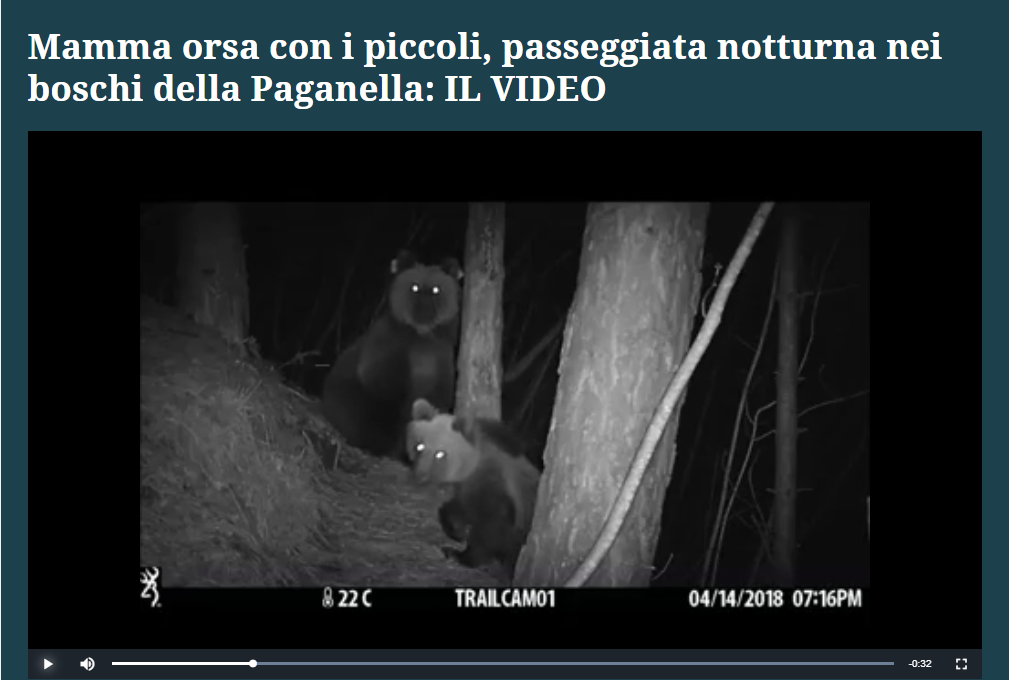 Al momento stai visualizzando Mamma orsa con i piccoli, passeggiata notturna nei boschi della Paganella
